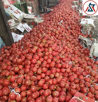 Direct Onion & G4 Green Chilli Exporter From India – Looking For Direct Importers In UAE photo 5