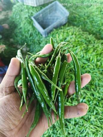 Direct Onion & G4 Green Chilli Exporter From India – Looking For Direct Importers In UAE