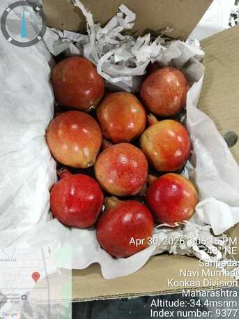 Direct Onion & G4 Green Chilli Exporter From India – Looking For Direct Importers In UAE photo 4