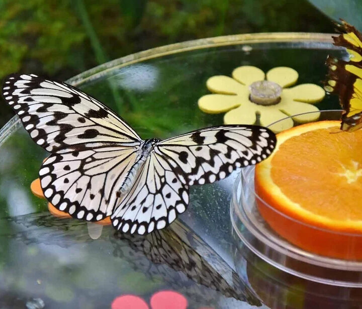 Discover Thousands of Beautiful Butterflies at Dubai Butterfly Garden photo 3