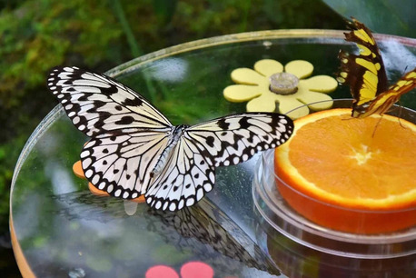 Explore The Colorful Beauty And Natural Wonders Of Dubai Butterfly Garden photo 3