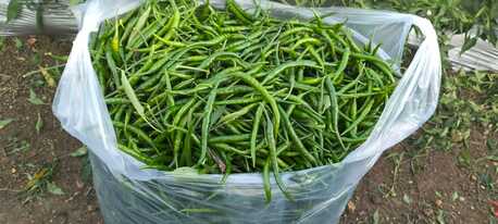Direct Onion & G4 Green Chilli Exporter From India – Looking For Direct Importers In UAE photo 3