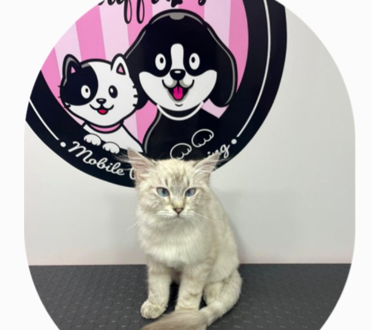 Mobile Pet Grooming Service in Dubai