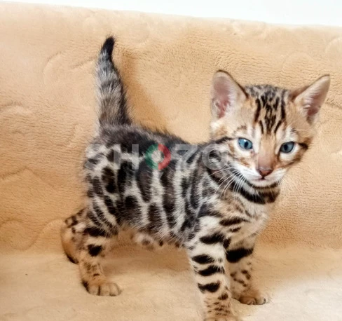spotted bengal kitten for rehoming photo 2