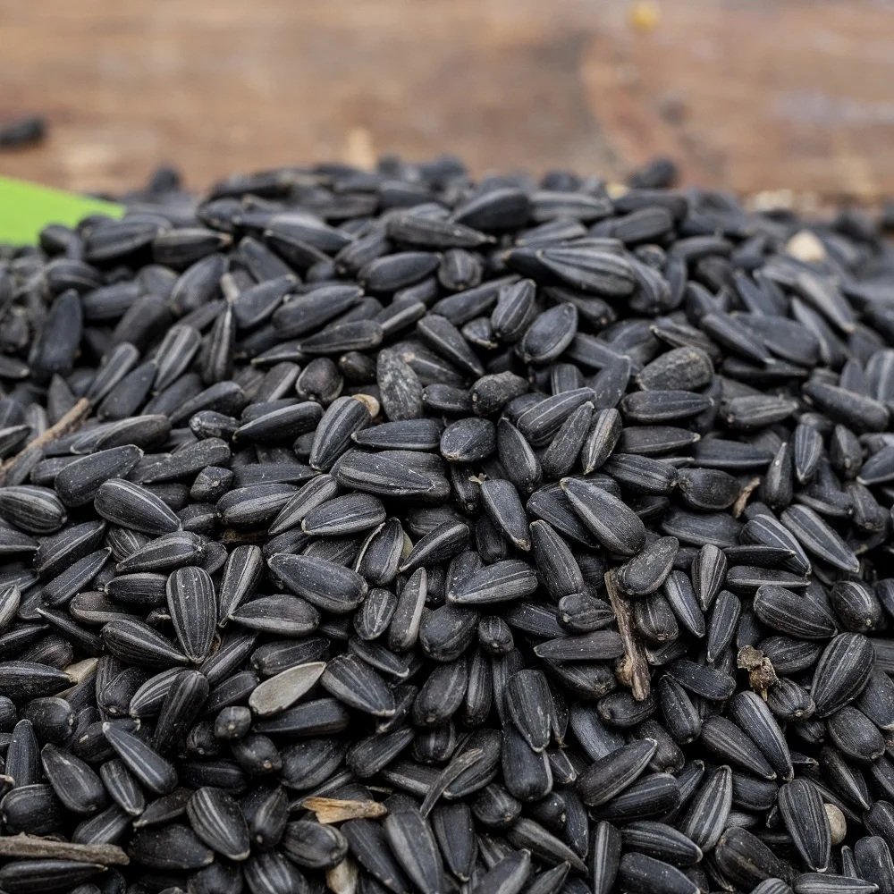 Black Sunflower Seeds with Shell  10 kg Bag