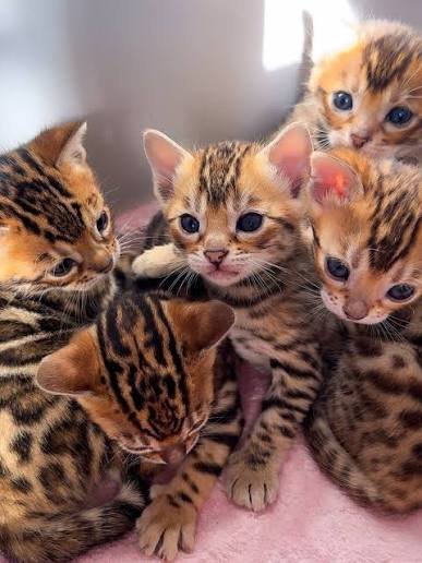 Bengal kittens photo 3