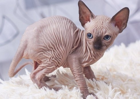 القطط Sphynx مجانا photo 1