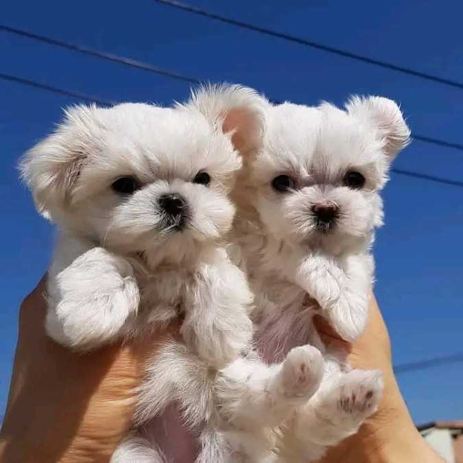 يتوفر جروان من فئة "مالتيز" (Maltese) بمواصفات ممتازة photo 1