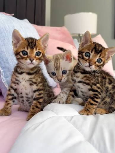 Bengal kittens photo 1