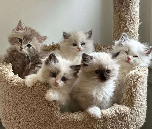 قطط "راغدول" (Ragdoll) صغيرة أصيلة