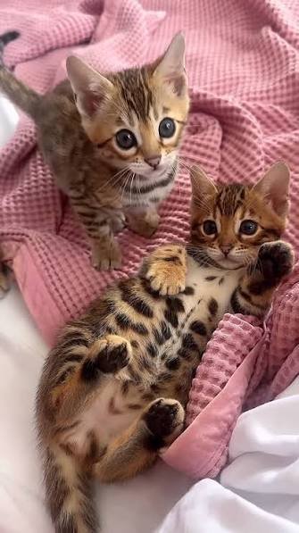 Bengal kittens photo 2