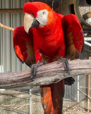 ببغاوات المكاو القرمزي (Scarlet Macaw) photo 1