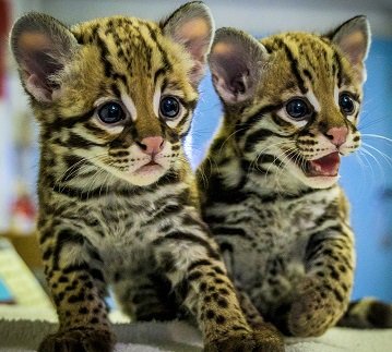 صغار قطط "الأوسيلوت" (Ocelot) فائقة الجمال