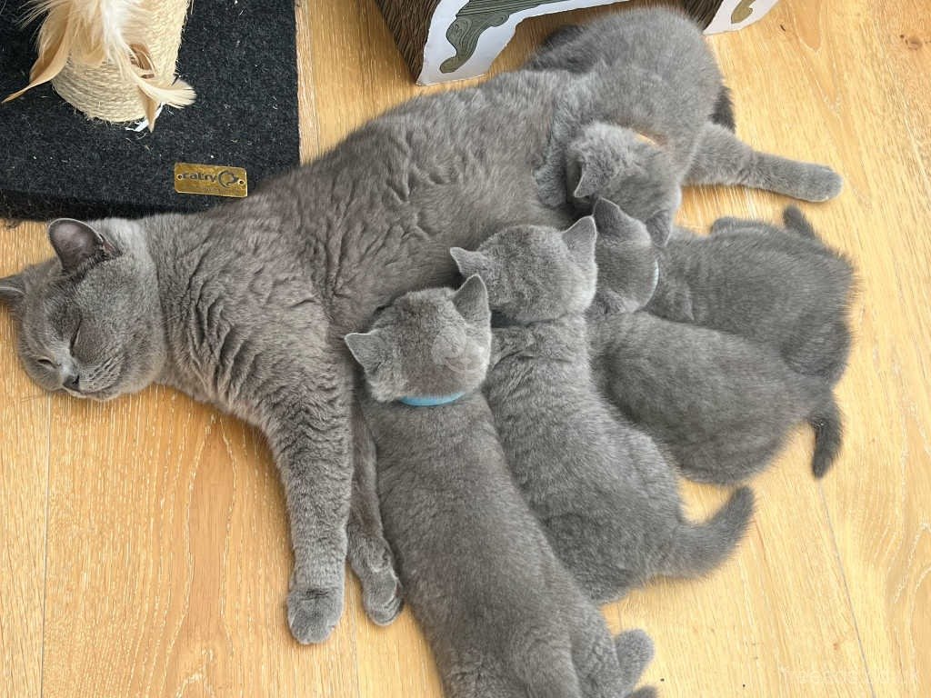 Adorable and Trained British Shorthair Kittens photo 2