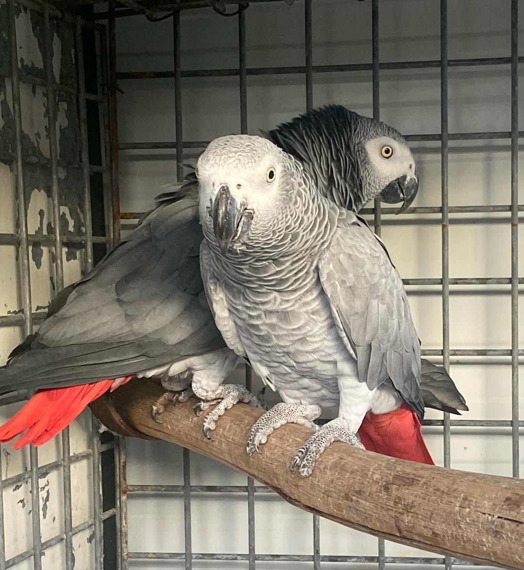 Kasko-African Grey Parrots Available Males and females photo 3