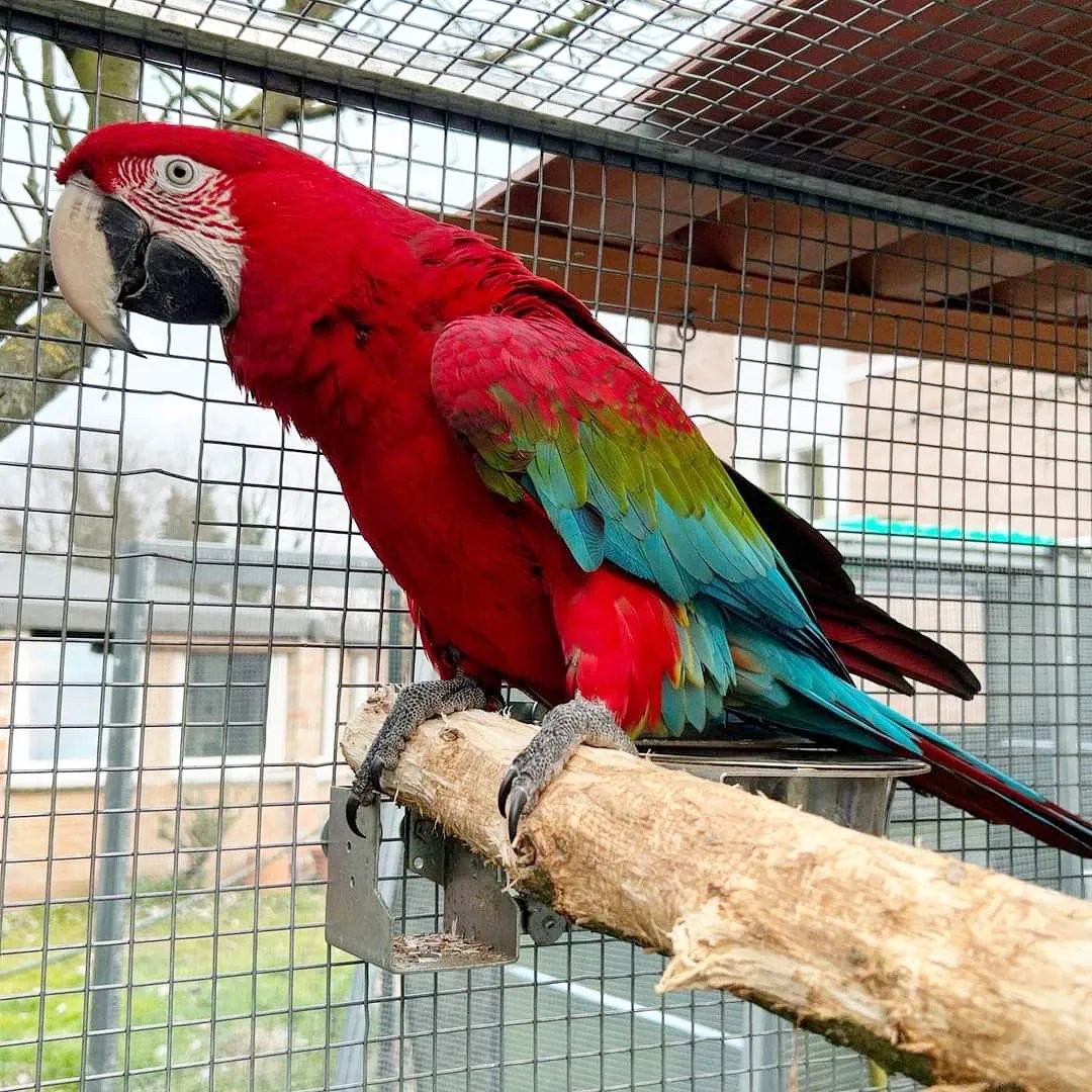 ببغاء المكاو الأخضر Green Winged Macaw Parrots Available Now photo 1