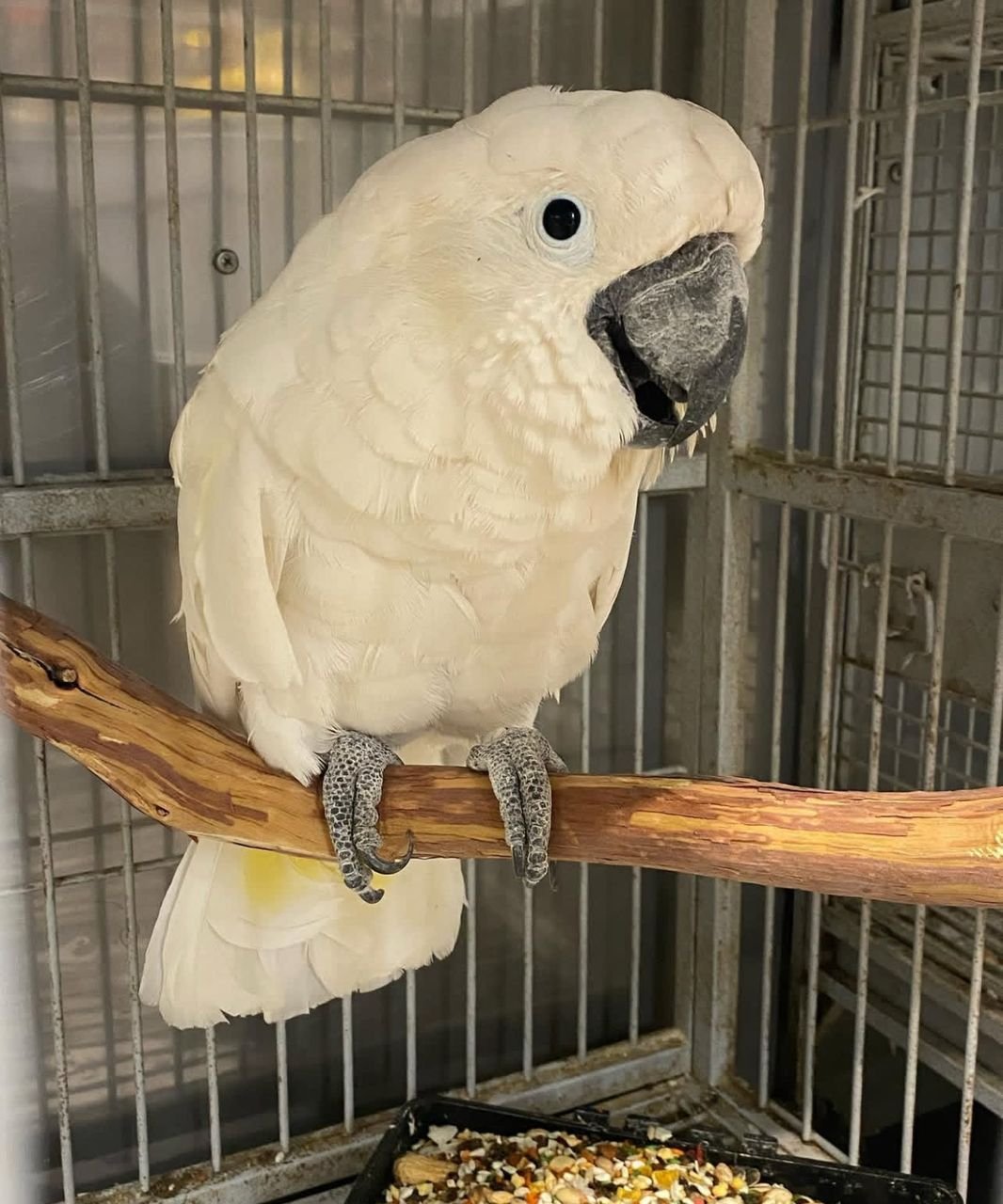 كوكاتو امبريلا, الكوكاتو الأبيض. White Umbrella Cockatoo Parrots photo 3