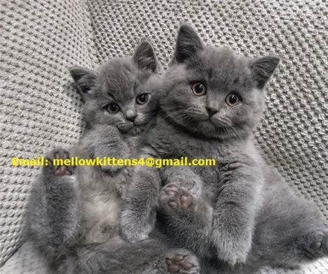 Adorable and Trained British Shorthair Kittens