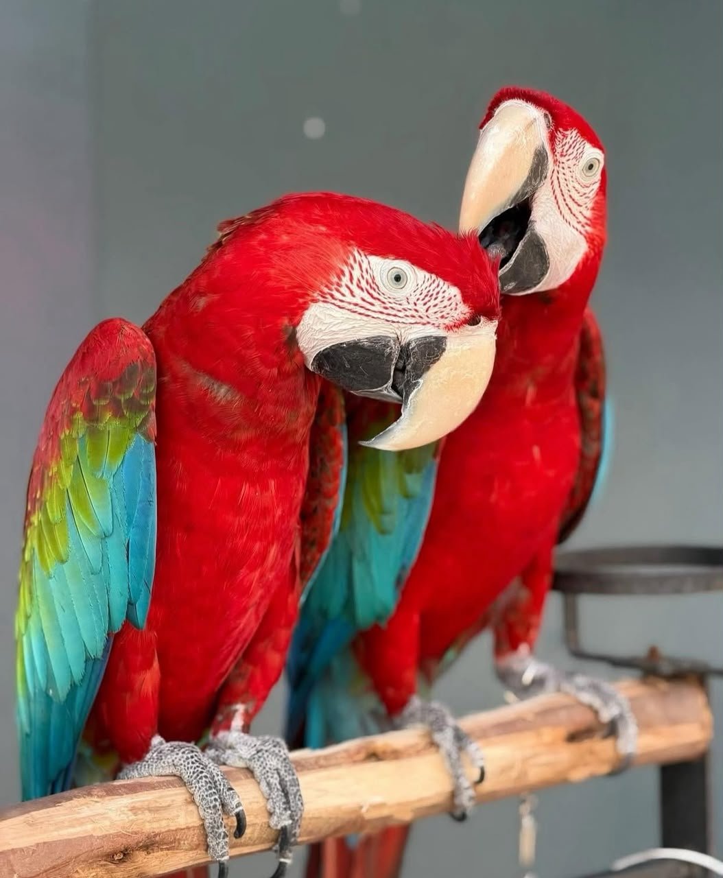 ببغاء المكاو الأخضر Green Winged Macaw Parrots Available Now photo 2