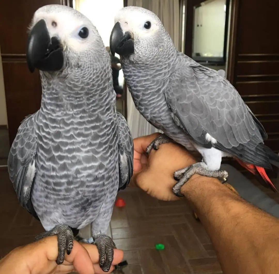 Kasko-African Grey Parrots Available Males and females photo 2