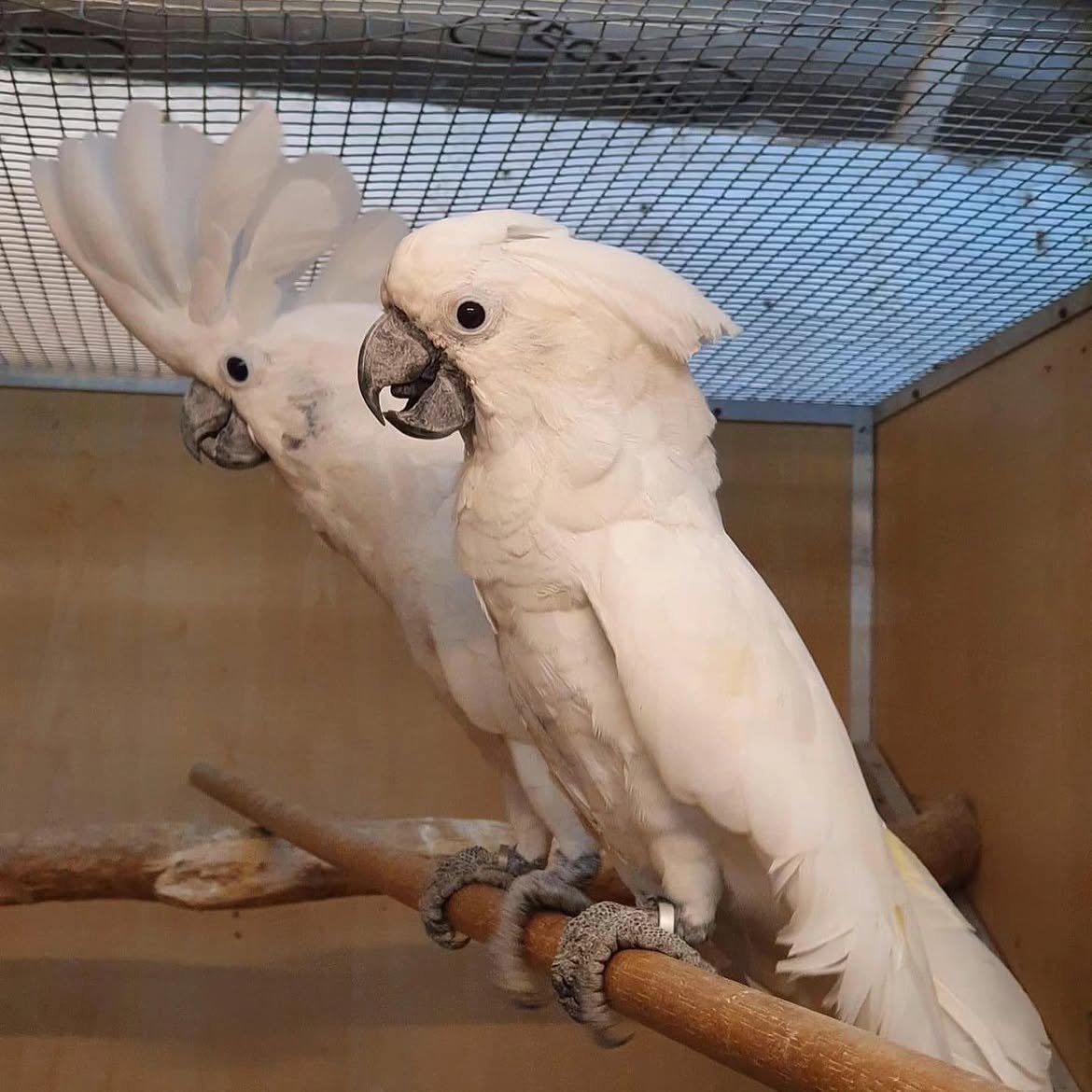 كوكاتو امبريلا, الكوكاتو الأبيض. White Umbrella Cockatoo Parrots photo 2