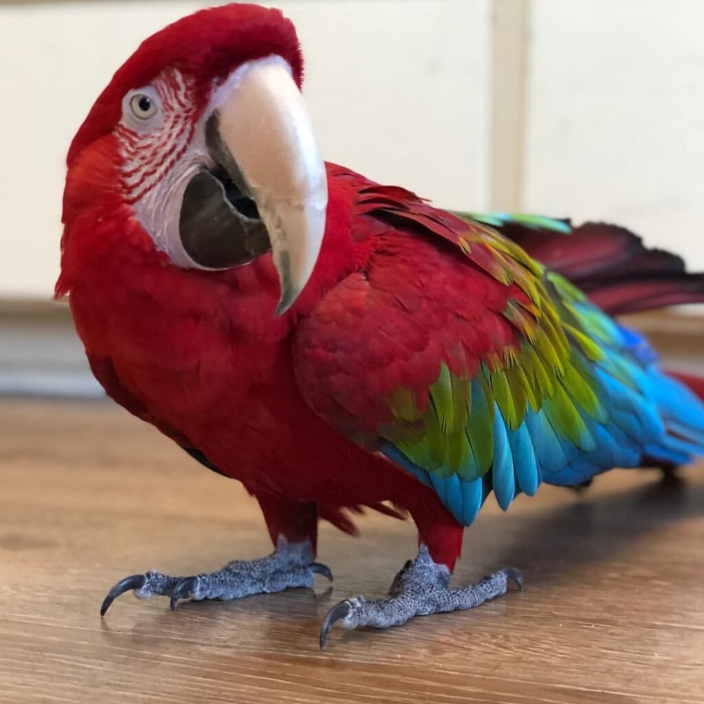 ببغاء المكاو الأخضر Green Winged Macaw Parrots Available Now photo 3