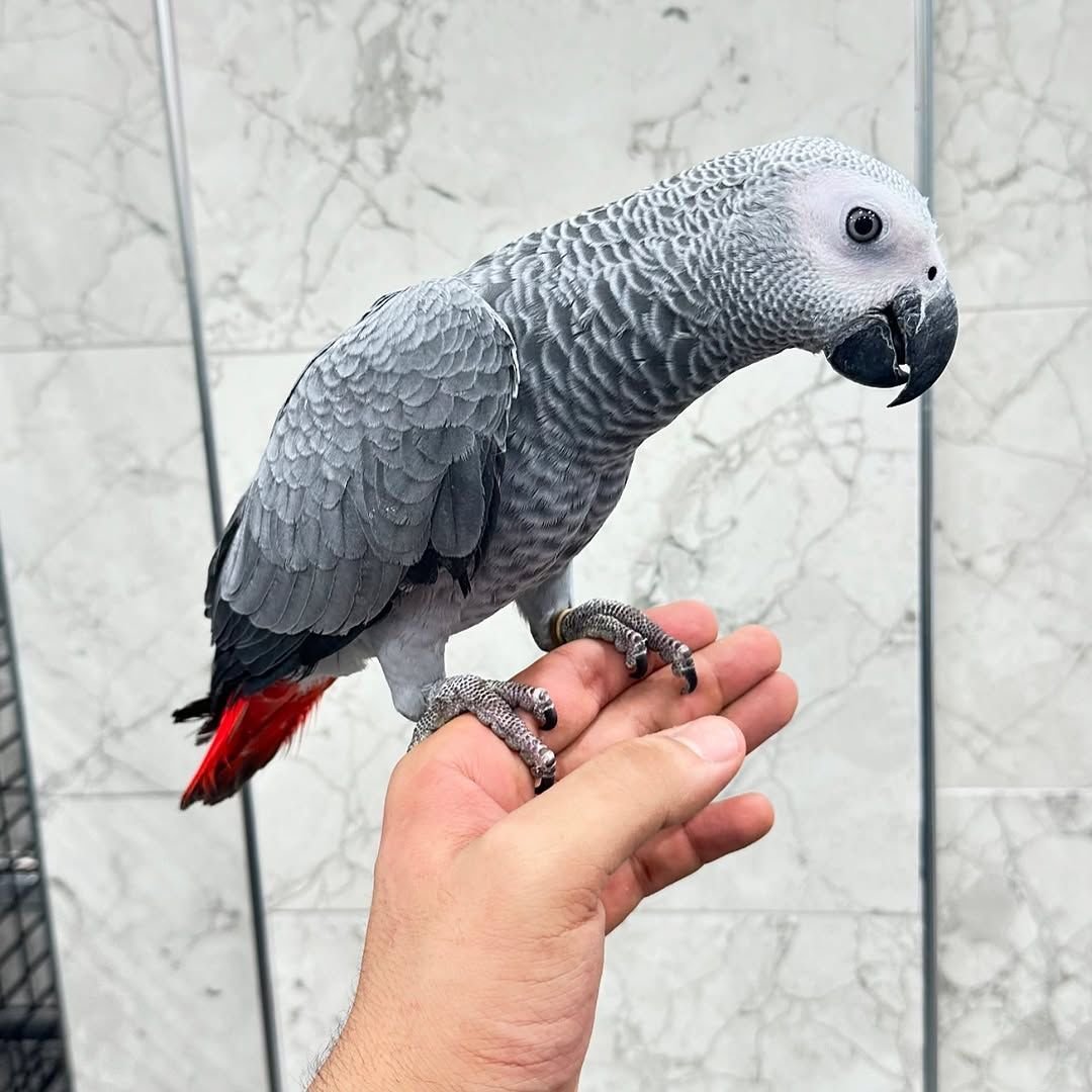 Kasko-African Grey Parrots Available Males and females