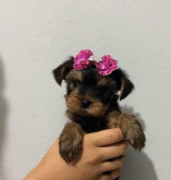We have adorable puppies photo 1