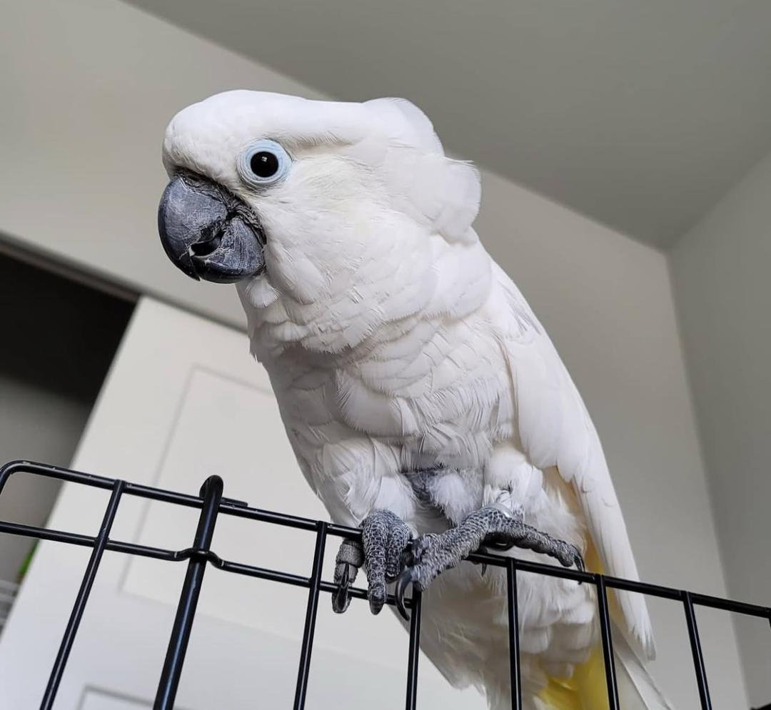كوكاتو امبريلا, الكوكاتو الأبيض. White Umbrella Cockatoo Parrots