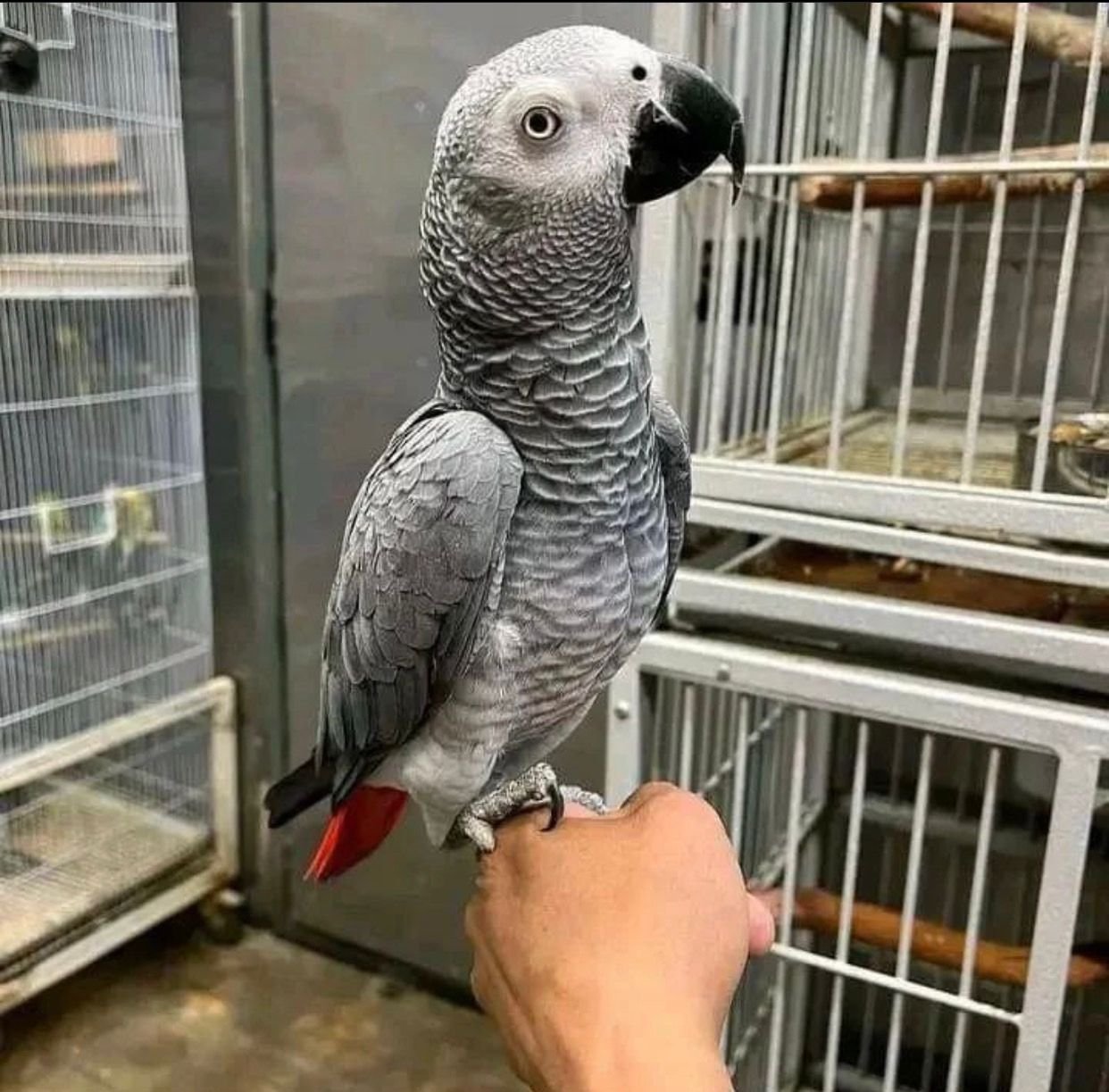 Kasko-African Grey Parrots Available Males and females photo 4