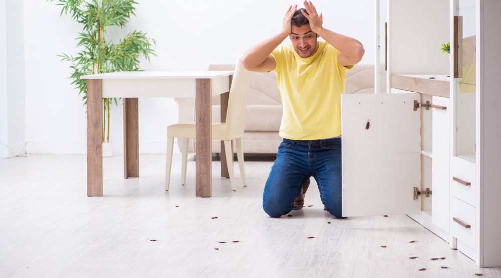 Pest Control – 100% Hygiene & Safe photo 1