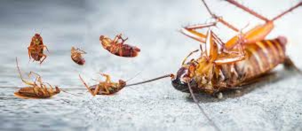 Pest Control – 20% Off Get Now ! photo 3