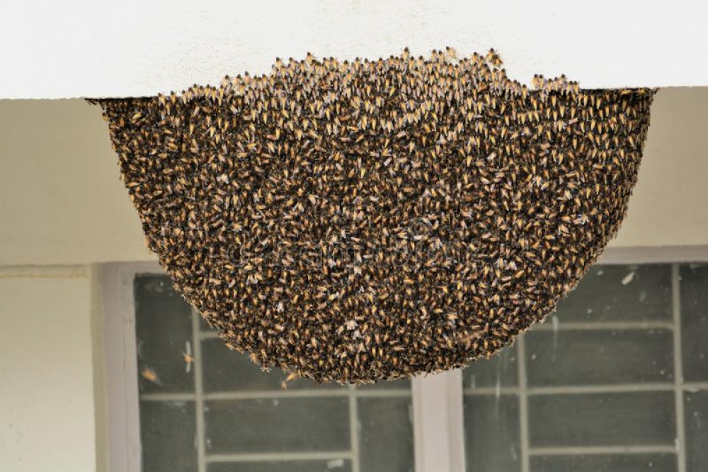 Pest Control – 20% Off Get Now ! photo 4