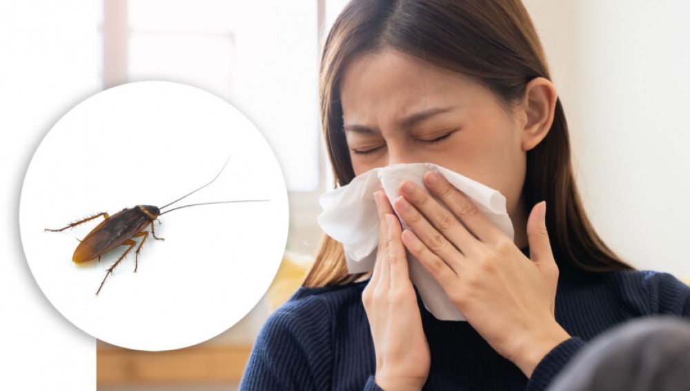 # Pest Control Dubai – Quality, Quick n Best Price!! photo 1