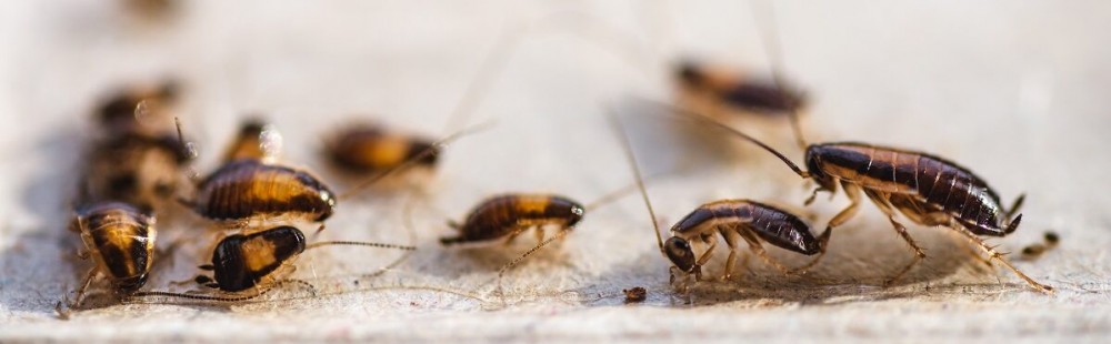 # 15 Yrs Exp. @ 99AED Pest Expert photo 2