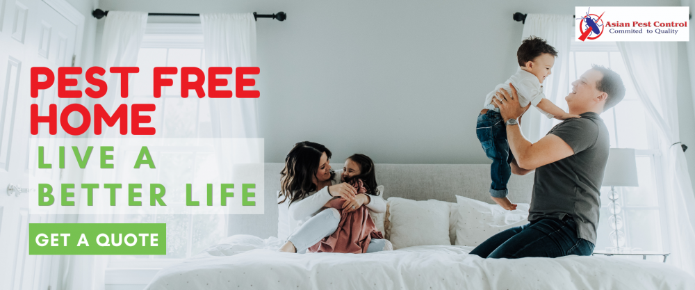 # Asian Pest Control – 4.7 Star Google Reviews photo 1