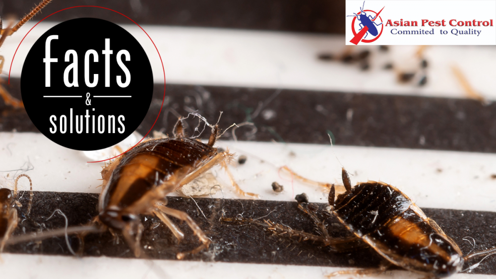 # Asian Pest Control – Best Price & Best Services photo 1