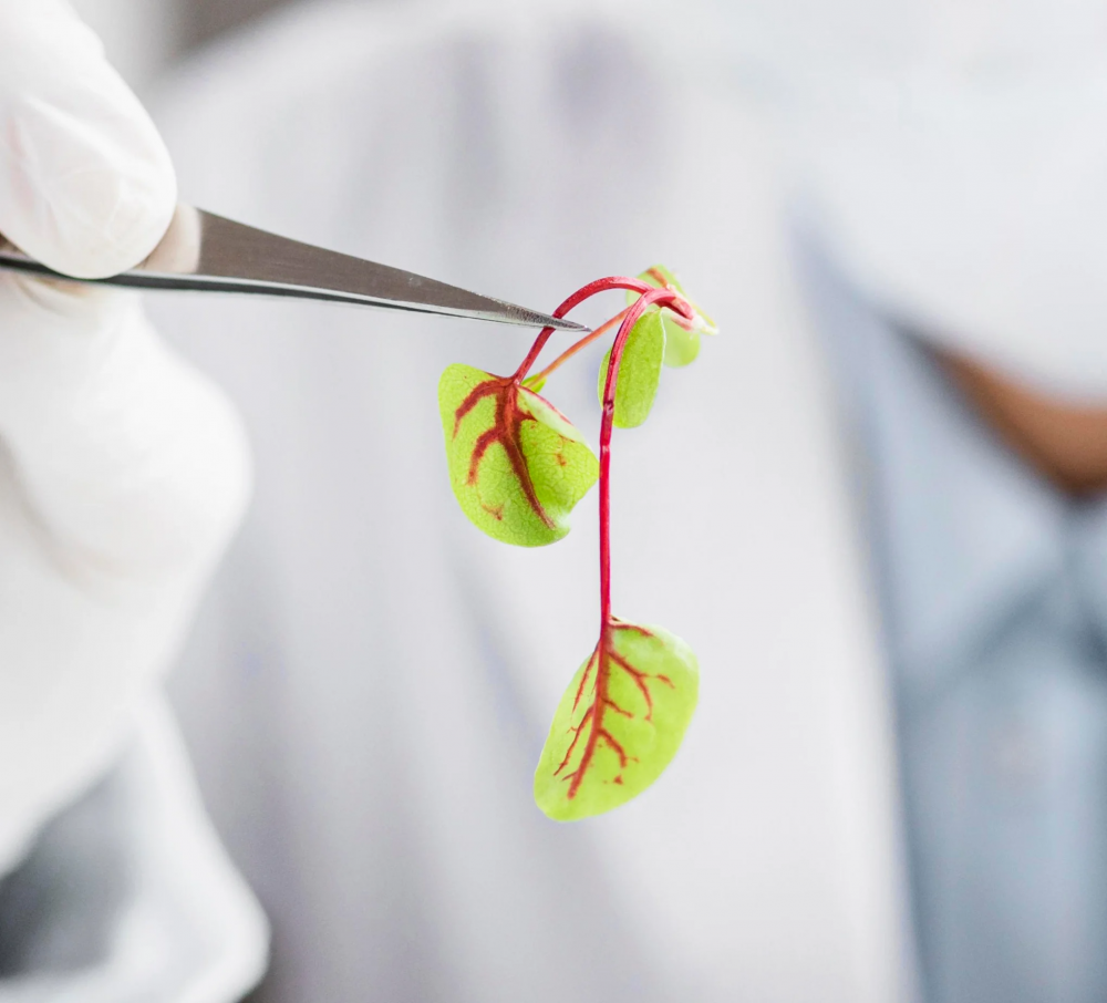 software discovery phase services